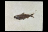 Detailed Fossil Fish (Knightia) - Wyoming #163432-1